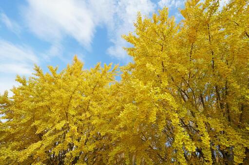 福岡 広川 太原のイチョウ6 太原のイチョウ,イチョウ並木,イチョウの写真素材