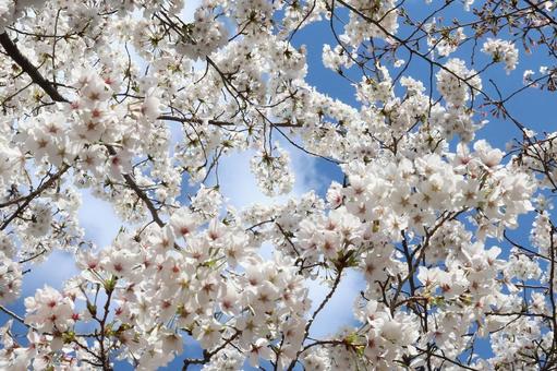 Cherry Blossom Someiyoshino, JPG Cherry Blossom Someiyoshino, JPG