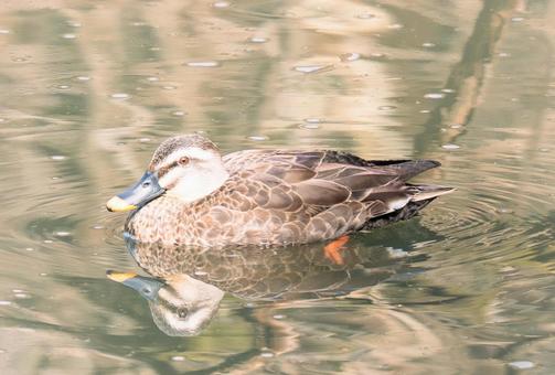 池で泳ぐカモ 池で泳ぐカモの写真