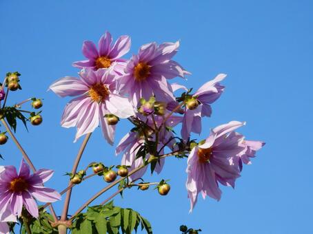 【花の写真】皇帝ダリア 皇帝ダリア,コウテイダリア,植物の写真素材
