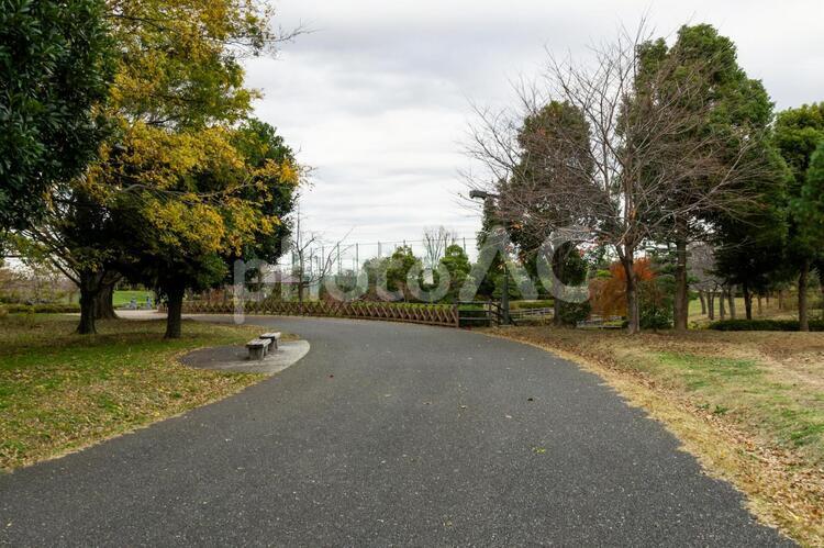 武蔵野の森公園 武蔵野の森公園,公園,植物の写真素材