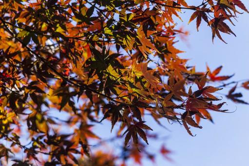 滝頭公園の紅葉5（田原市） イロハモミジ,紅葉,滝頭公園の写真素材