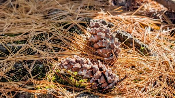 日向の松ぼっくり 日向,松ぼっくり,秋の写真素材
