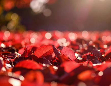 落葉した赤い紅葉いっぱいの地面 落葉した赤い紅葉いっぱいの地面の写真