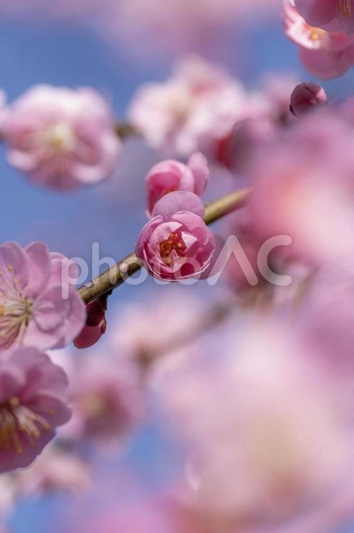 梅林の紅梅 梅,紅梅,梅林の写真素材