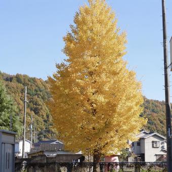 銀杏 銀杏の写真