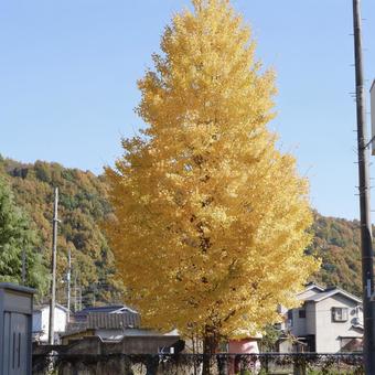 Photo, ginkgo biloba, jesienią, jesienne liście, 