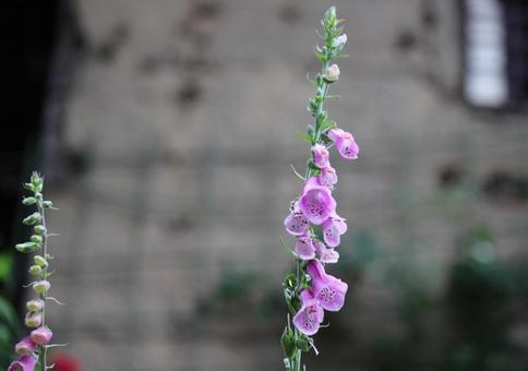 Photo, flower, purple, green, 