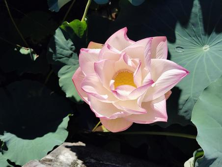 蓮の花 ピンク 蓮の花 ピンクの写真