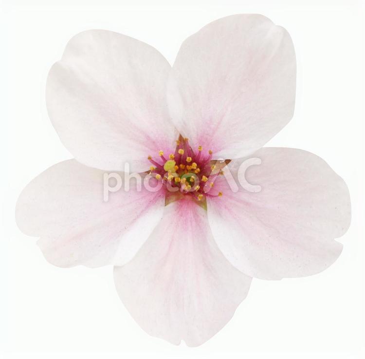 切り抜き素材　桜75 桜,花びら,カワイイの写真素材