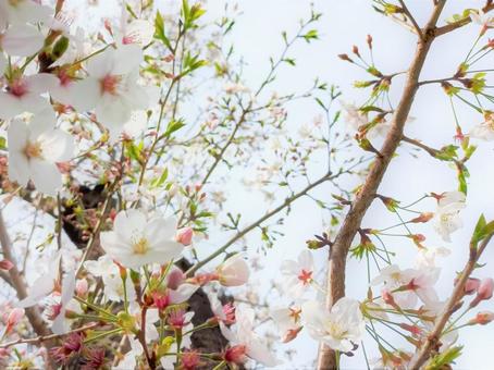 桜の花 桜の花の写真