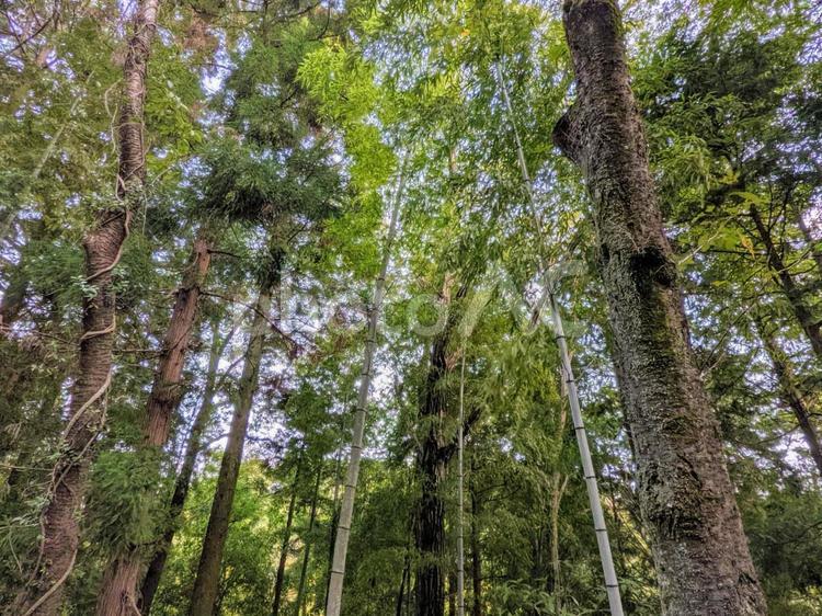 秋の森林きれいだなぁ 山,自然,木の写真素材