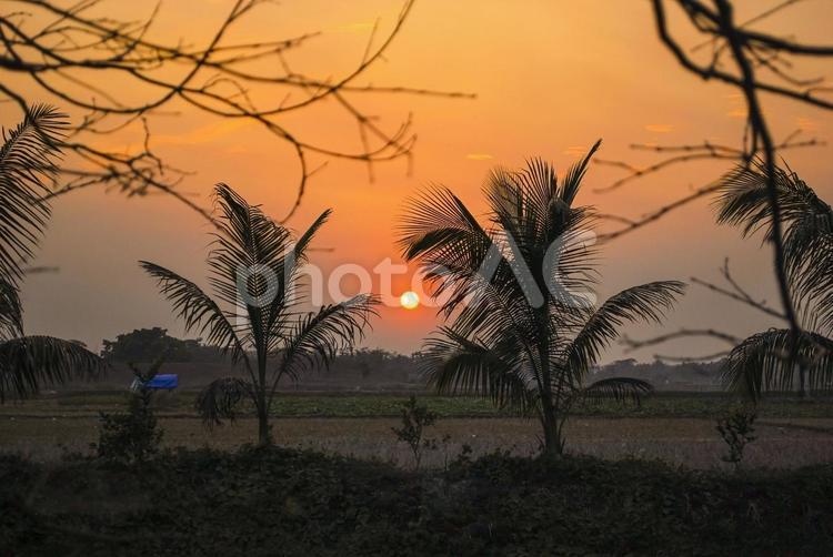 バングラディッシュ　南国の植物と夕日 外国,バングラディッシュ,夕日の写真素材