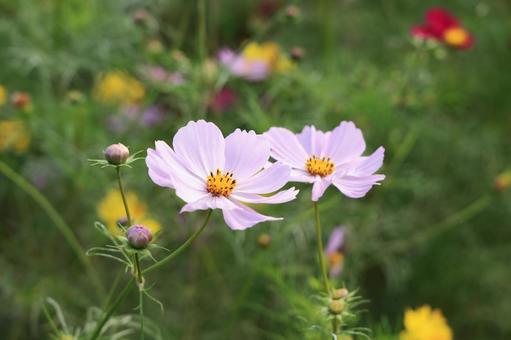 白い花のコスモスの写真