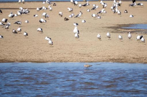ウミネコの若鳥⑾ ウミネコの若鳥⑾ 鳥,ウミネコ,若鳥の写真素材