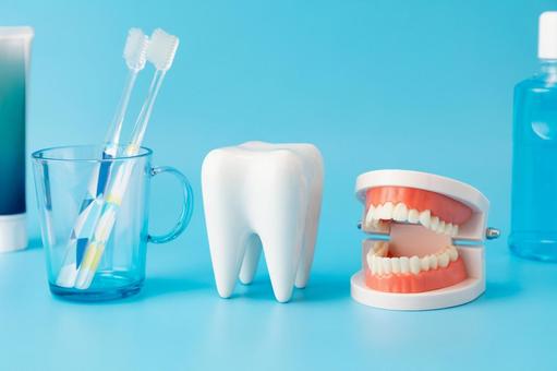 歯磨きを大切に01 歯磨きを大切に01 デンタル,オーラルケア,大臼歯の写真素材