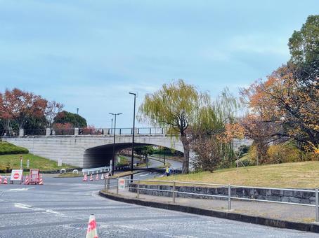 葛西臨海公園 葛西臨海公園,木,自然の写真素材
