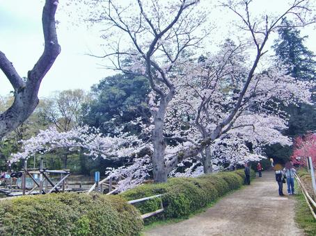 清水公園の桜-87 清水公園の桜-87 清水公園,千葉県野田市,桜の木の写真素材