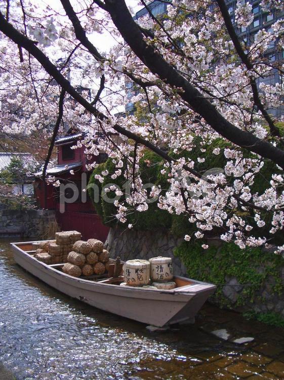 木屋町の桜 花,桜,木屋町の桜の写真素材