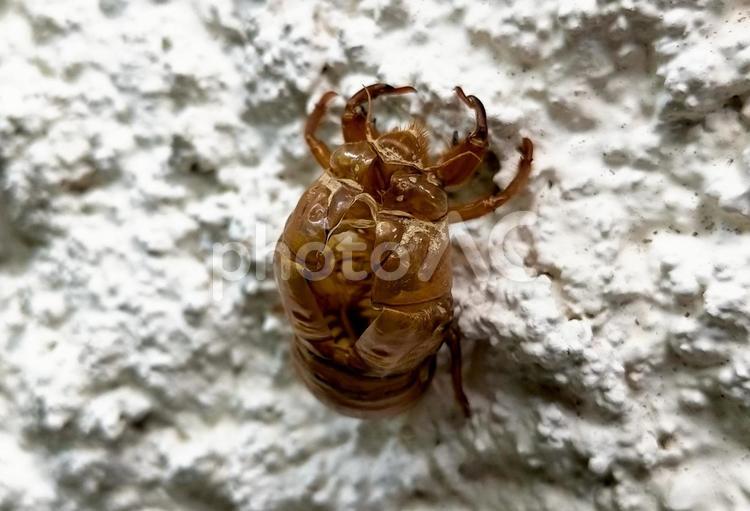 壁に張り付いたセミの抜け殻 セミの抜け殻,抜け殻,セミの写真素材
