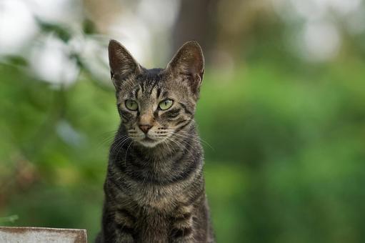野良猫の顔 野良猫の顔の写真