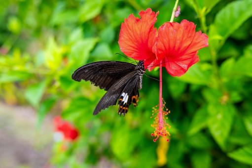 奄美の蝶々 奄美の蝶々 奄美,自然,天然の写真素材
