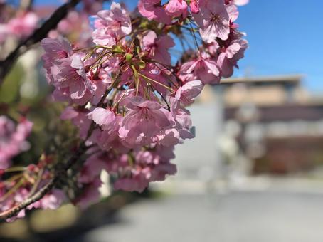さくら さくらの写真