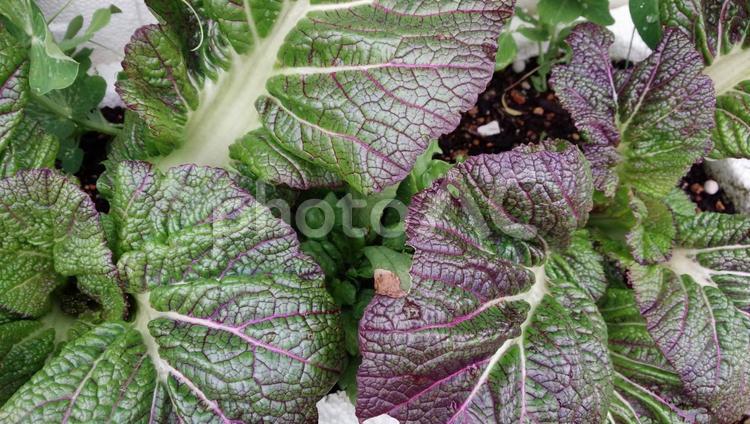 新鮮野菜 新鮮野菜,新鮮,野菜の写真素材