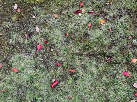 芝生と落ち葉 芝生,落葉,紅葉の写真素材