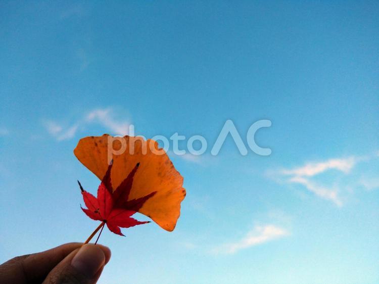 イチョウとモミジ 紅葉,もみじ,モミジの写真素材