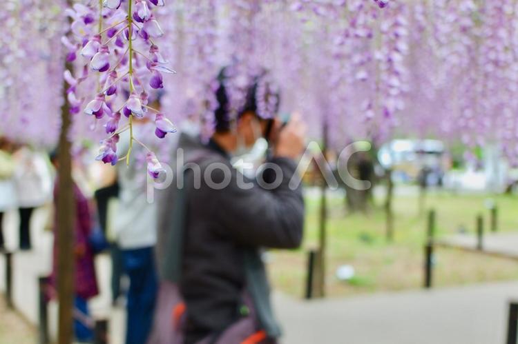満開の藤棚で写真撮影する人 藤,藤棚,花の写真素材