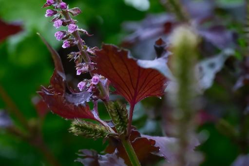 赤紫蘇の花 赤紫蘇の花 赤紫蘇,花,植物の写真素材