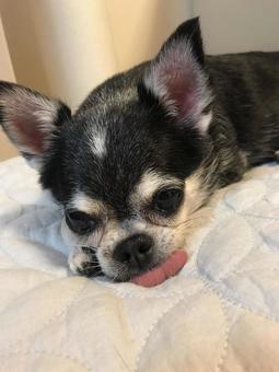 老犬 老犬の写真