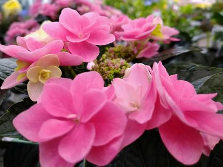 ピンクの紫陽花 ピンクの紫陽花の写真
