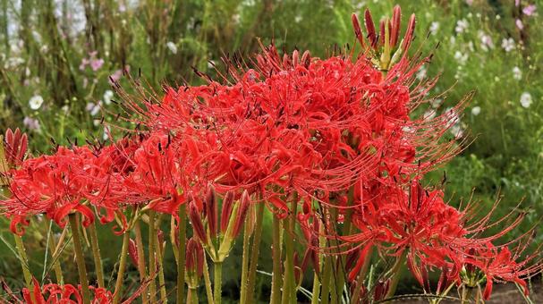 雨の曼珠沙華 雨の曼珠沙華 曼珠沙華,雨,彼岸花の写真素材