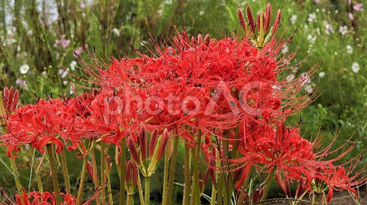 雨の曼珠沙華 曼珠沙華,雨,彼岸花の写真素材