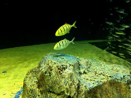 仲良しの魚 仲良しの魚の写真