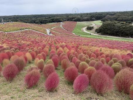 グラデーションの一面のコキア グラデーションの一面のコキア コキア,グラデーション,みはらしの丘の写真素材
