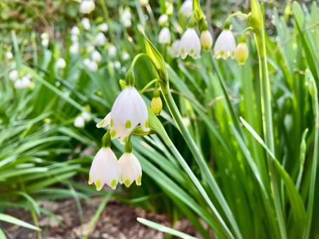 スノーフレーク スノーフレーク,花,白の写真素材
