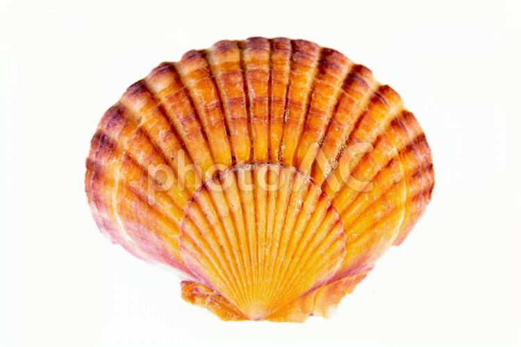 貝殻の背景　 素材,貝殻,貝の写真素材