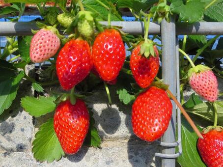 いちご狩り いちご狩り,いちご,ストロベリーの写真素材