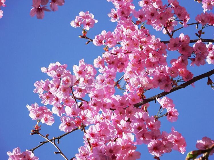 桜の花と青空 桜,さくら,サクラの写真素材
