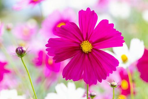 コスモス畑 濃いピンクの満開の花 コスモス畑 濃いピンクの満開の花 コスモス,秋桜,花の写真素材