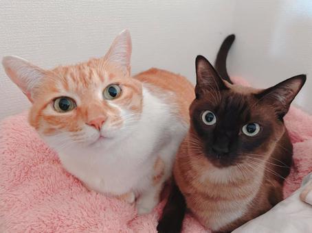 ふわふわ毛布の上でくつろぐ2匹の猫 ねこ,ペット,二匹の写真素材