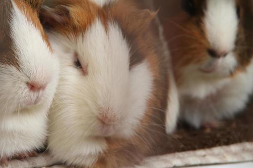 寄り添うモルモット モルモット,寄り添う,動物の写真素材