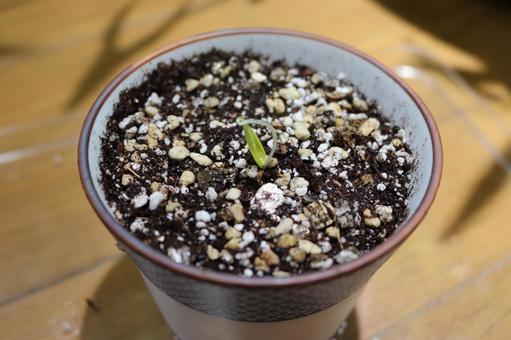 Maple seed sprouts 2, JPG