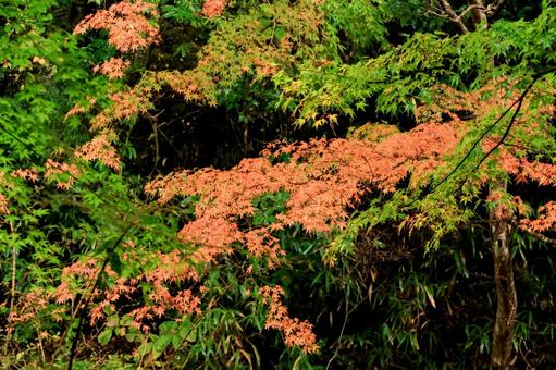 紅葉 紅葉,養老渓谷,筒森もみじ谷の写真素材