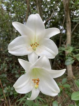山ユリ 花 山ユリ 花 花,ガーデニング,園芸の写真素材