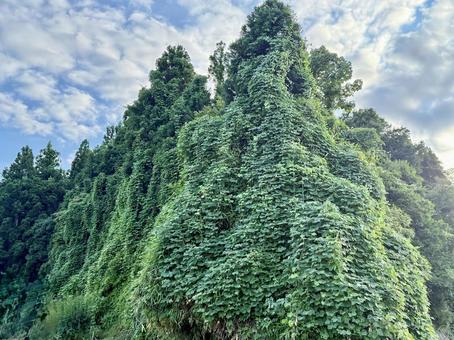 ツタが山を覆い尽くす ツタが山を覆い尽くす ツタ,蔦,環境問題の写真素材