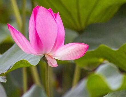 ハス池 ハスの花4ー8 ハス池 ハスの花4ー8 古代ハス,ハスの花,ハスの写真素材